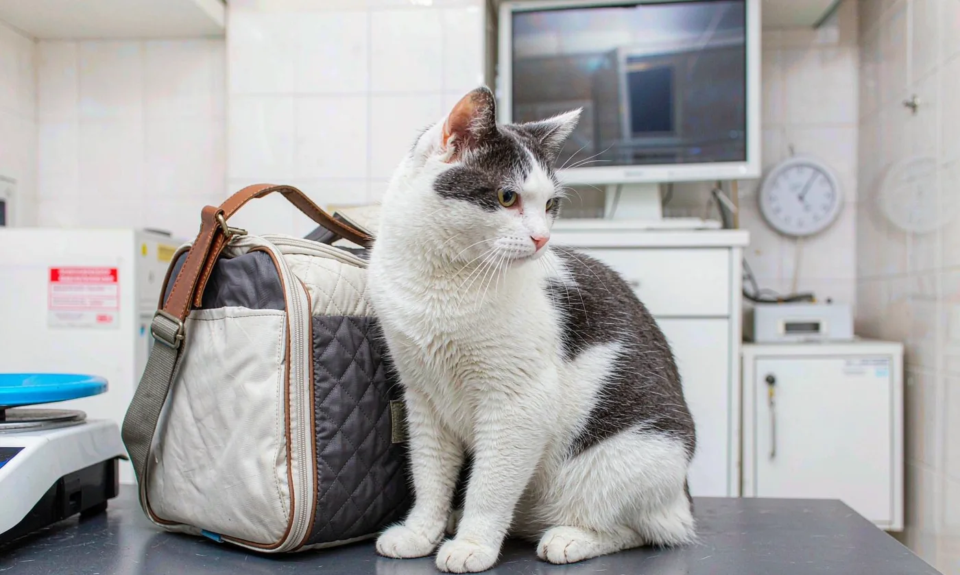 Pet Bag Sample: Lead Time, Cost and Approval Rounds - detail view supplied by QUANZHOU JUNYUAN BAGS